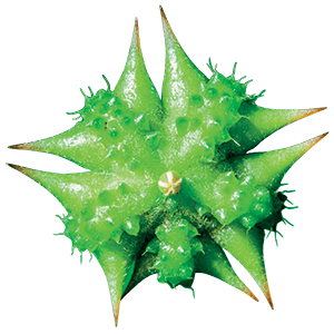 Tribulus-x Pflanze