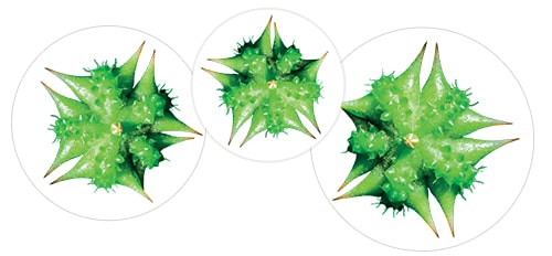 Tribulus-x